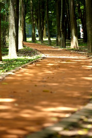 park walk pathの写真素材