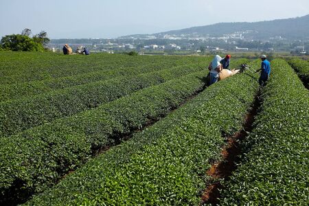 MiaoLi, Taiwan, 9th, November, 2010: Tea harvest By worker in farmのeditorial素材