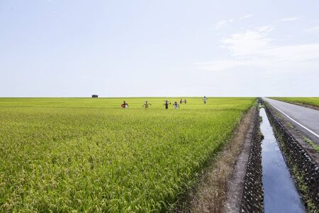 growth rice farm close up with Scarecrowの写真素材