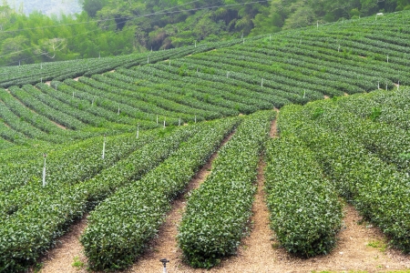 tea farm,alishan mount,Taiwanの写真素材