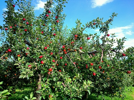 Apples and apple trees in field farmの素材