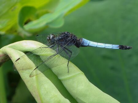 Orthetrum melania dragonfly