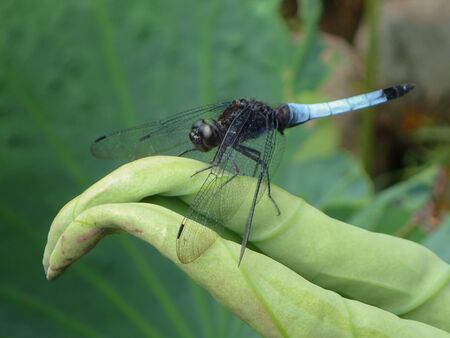 Orthetrum melania dragonflyの写真素材