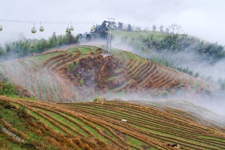 Guilin ,China, March,24th,2014, Jinkeng Terrace ,Guilin ,Chinaのeditorial素材