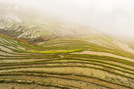 Longji Zhuang ethnic terrace sensery view with fog , Guilin, China in spring