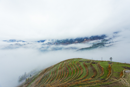 Guilin ,China, March,24th,2014, Jinkeng Terrace ,Guilin ,Chinaのeditorial素材