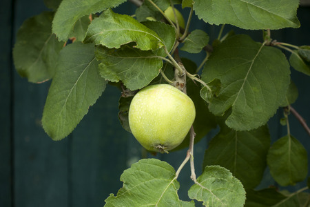 Branch with green apple against the wooden fence backgroundの写真素材