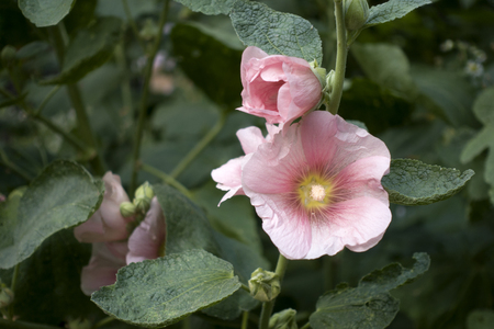 Booming Pink hollyhock (alcea rosea) flowers close-up. Natural backgroundの写真素材