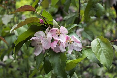 Apple in spring blossom.The branches in rosy flowersの写真素材