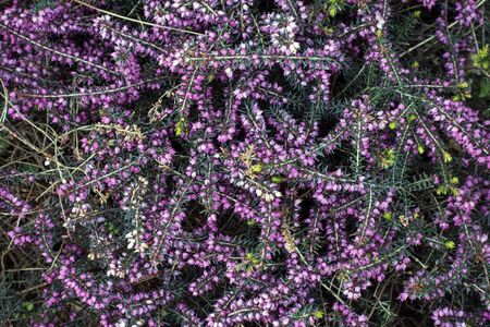 Plenty of pink bell heather (Erica cinerea) flowers. Nature backgroundの写真素材