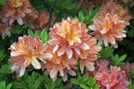 Bright yellow-red blooming rhododendrons. Nature backgroundの写真素材