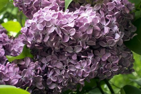 Blossoming lilac (Syringa) flowers close-up. Nature background