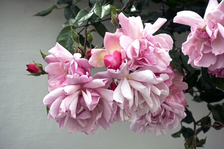 Blooming pink roses against a white wallの写真素材
