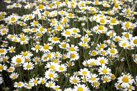Field covered with blooming daisies. Nature background.の写真素材