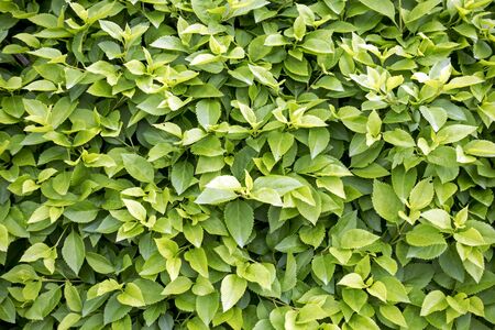 Top view of green leaves. Nature background
