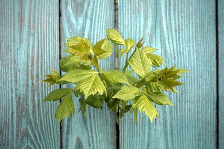Maple (Acer) branch with leaves growing through a turquoise wooden fenceの写真素材