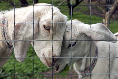 A pair of gentel white goats. Rural sceneの写真素材