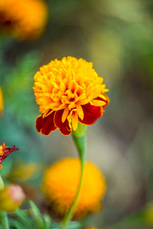 bright flowersの写真素材