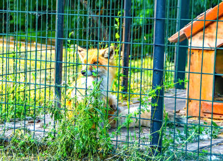 red-haired beauty - decoration of the zoo in a cage cute bright fox in the zoo