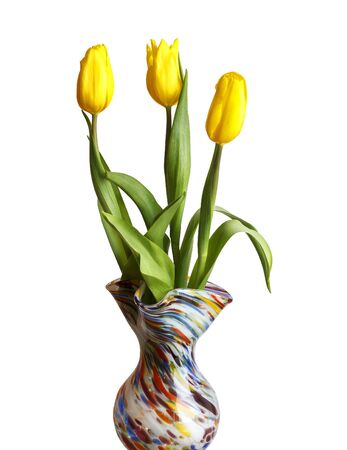 Yellow tulips isolated on a white backgroundの写真素材