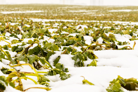 Field of winter rapeの写真素材
