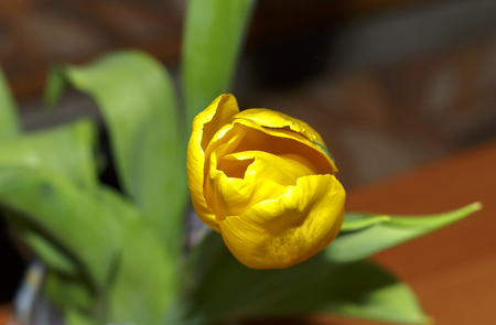 Yellow tulips isolated on a white backgroundの写真素材