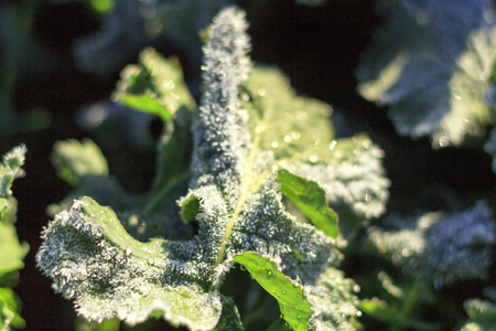 The field of winter rape in spring is covered with hoarfrostの写真素材