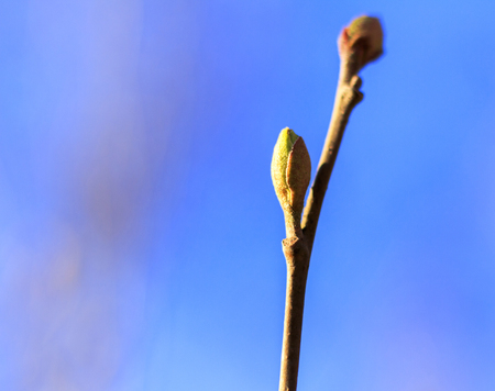 Tree branch in full blossom on a beautiful Spring morning looking into the Sunの写真素材