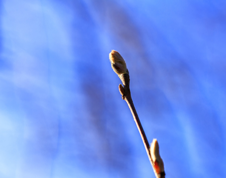 Tree branch in full blossom on a beautiful Spring morning looking into the Sun