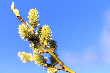 Tree branch in full blossom on a beautiful Spring morning looking into the Sunの写真素材