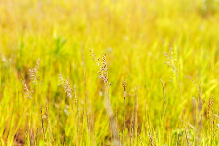 Grass Sun Soft Focus Abstract Nature Backgroundの写真素材