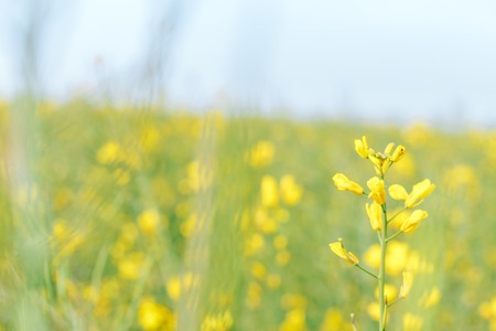 The field of winter rape in spring is covered with hoarfrostの写真素材