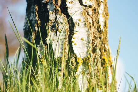 birch forest in sunlightの写真素材