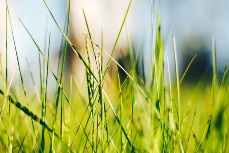 Grass. Abstract Nature Background