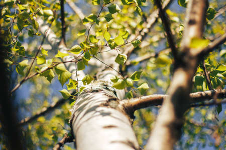 birch forest in sunlight in the morningの写真素材