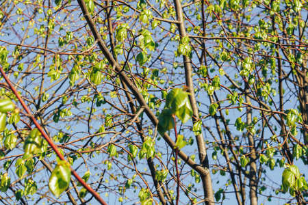 birch forest in sunlight in the morningの写真素材