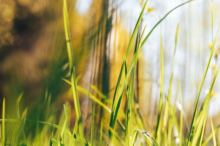 Grass Sun Soft Focus Abstract Nature Backgroundの写真素材