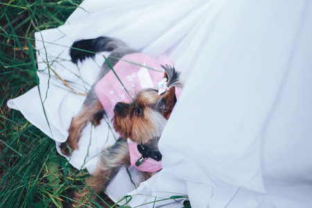 chihuahua sleeping on wedding gown with bride