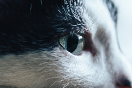 Cat muzzle close-up. The cat is looking in the distanceの写真素材