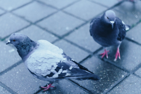 Pigeons in the park in the fall early in the morningの写真素材