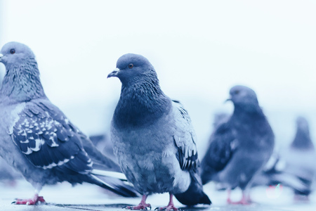 Pigeons in the park in the fall early in the morningの写真素材
