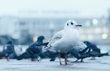 Seagull among the pigeons in the parkの写真素材