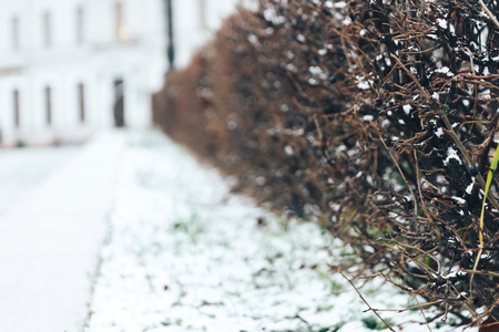 Forged fence along the road First snowの写真素材