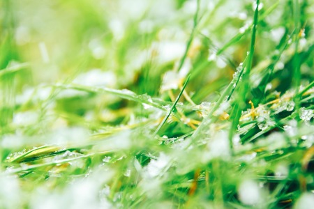 Green grass wet close-up. It's wet snowの写真素材