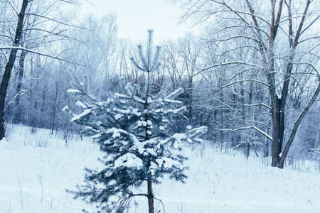 Little spruce in the forest in winterの写真素材