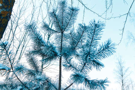 Little spruce in the forest in winter