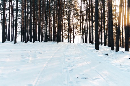 Trail in the coniferous forest in winterの写真素材