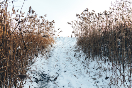 A frozen swamp. Trail through the reed in winterの写真素材