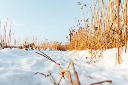 A frozen swamp. Trail through the reed in winterの写真素材