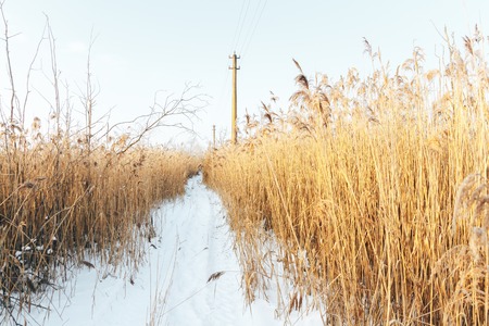 A frozen swamp. Trail through the reed in winterの写真素材